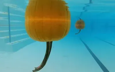 Swimming Pumpkins? A Fun Way to Learn About Buoyancy