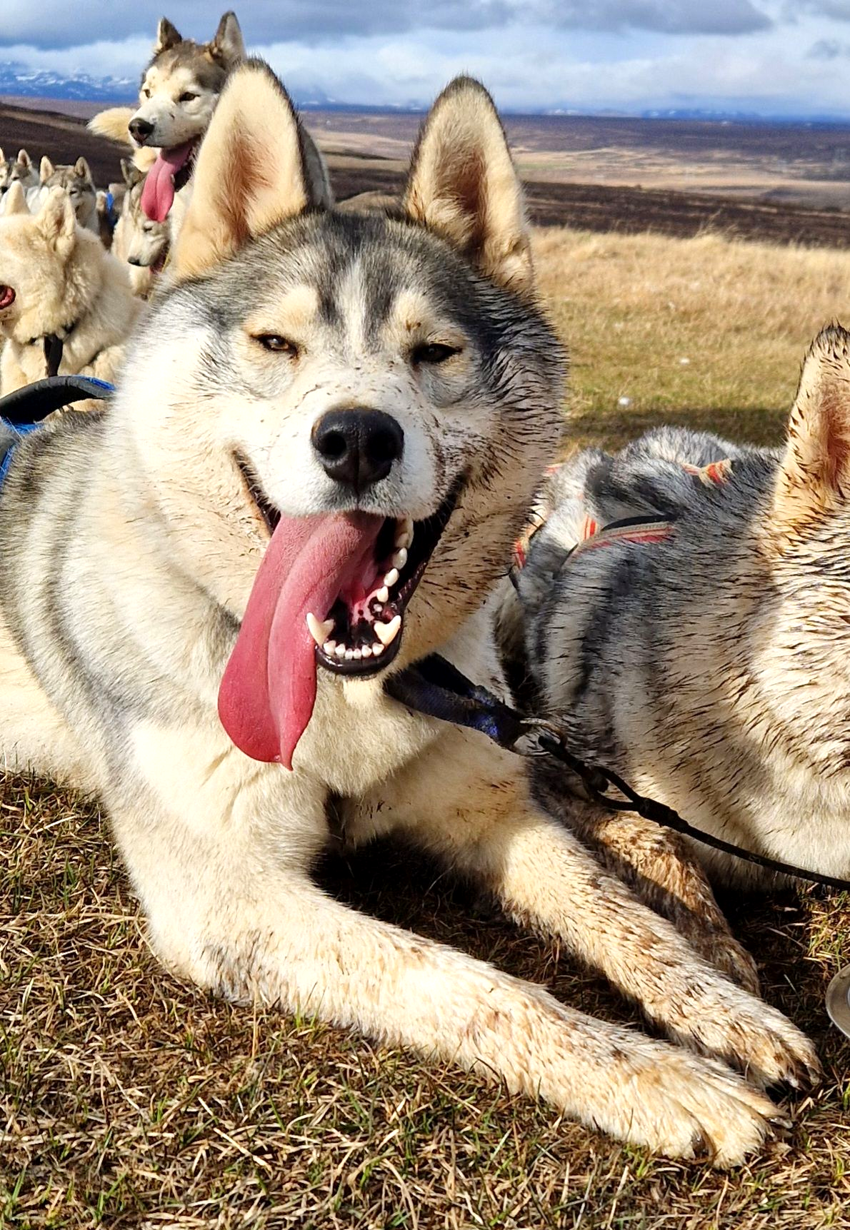 Dog sledding, sled dog, Iceland, North Iceland, Siberian Husky