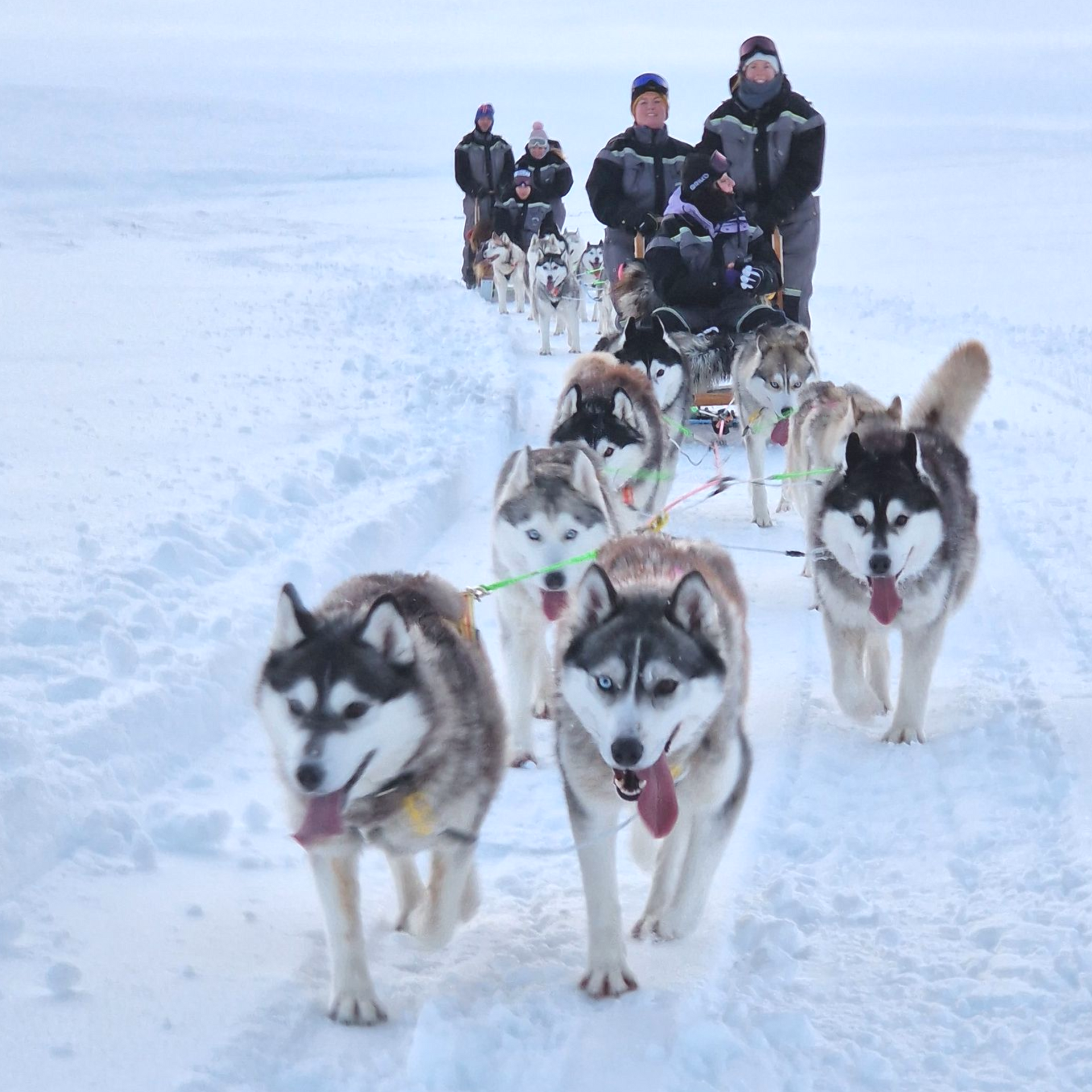 Dog sledding, sled dogs, Iceland, North Iceland, winter adventure, pristine nature, family business, authentic, Siberian husky