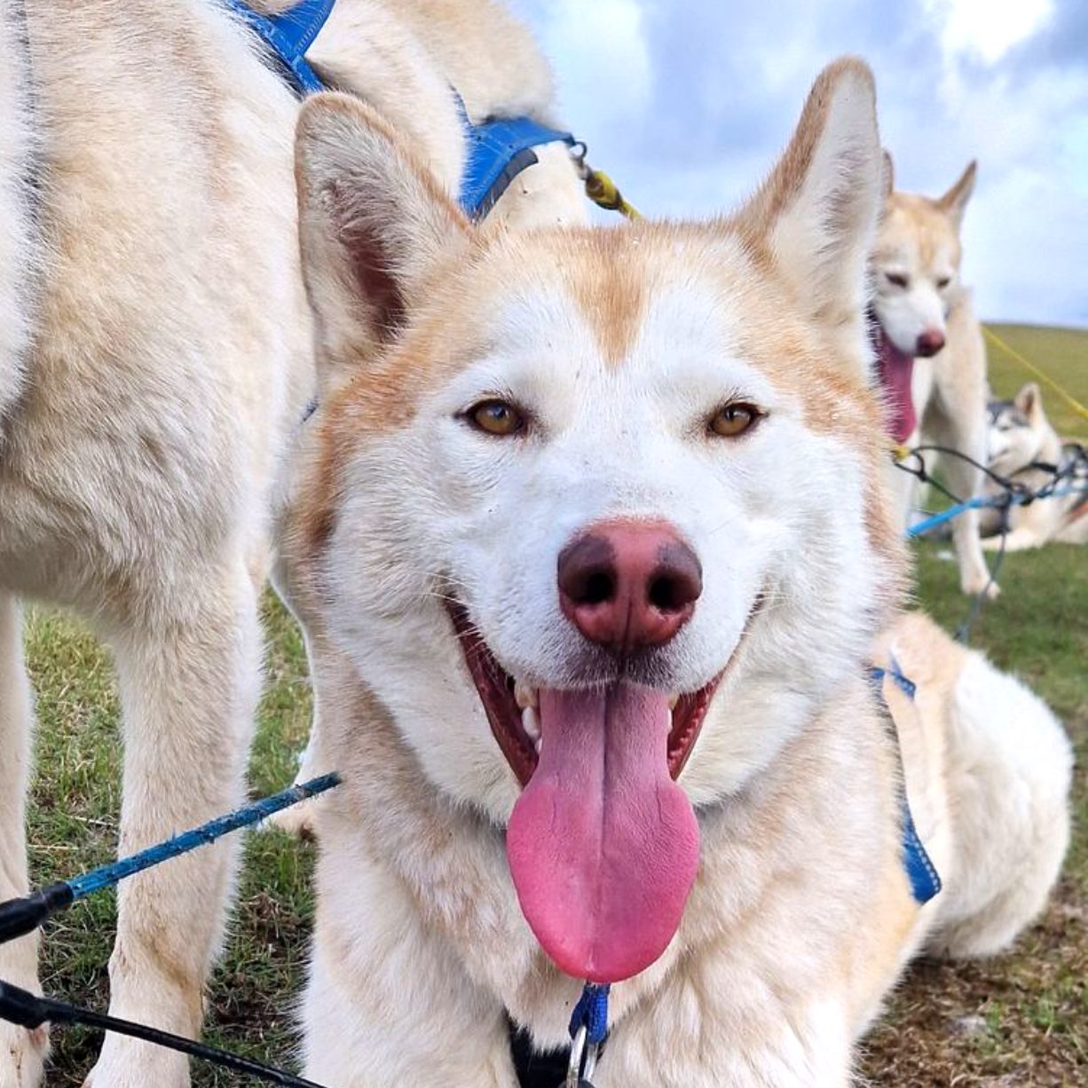 Dog sledding, sled dogs, Iceland, North Iceland, winter adventure, pristine nature, family business, authentic, Siberian husky