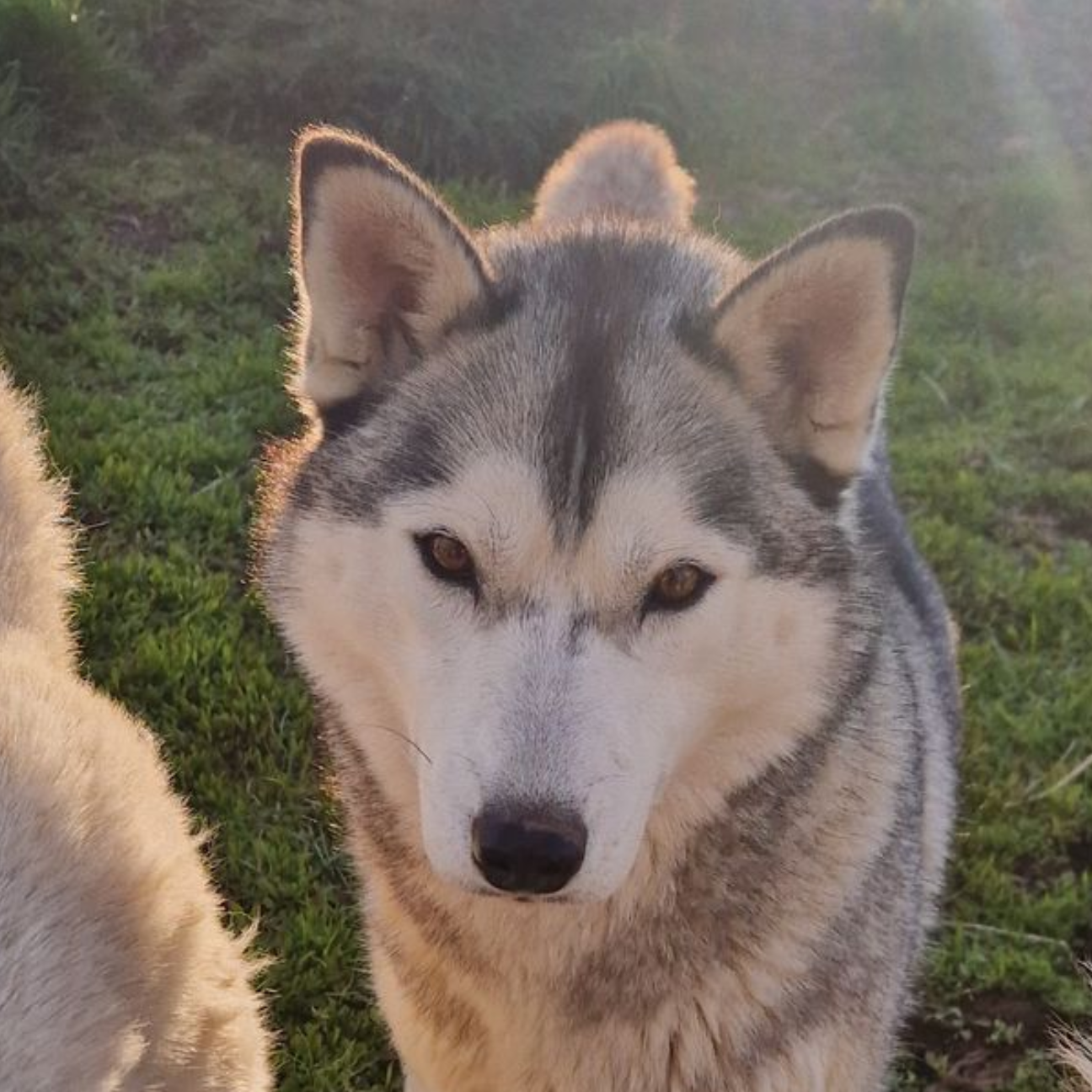 Dog sledding, sled dogs, Iceland, North Iceland, winter adventure, pristine nature, family business, authentic, Siberian husky