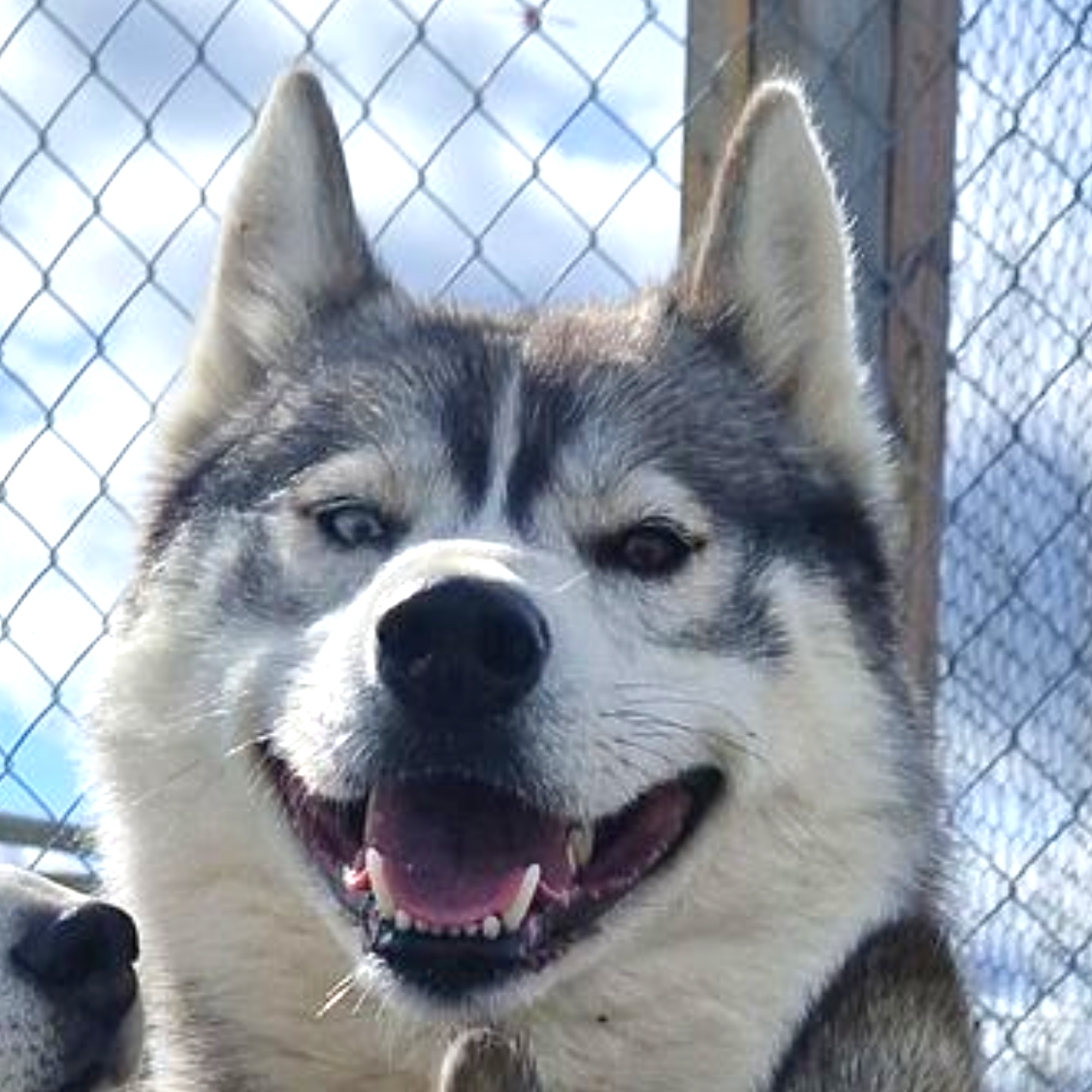 Dog sledding, sled dogs, Iceland, North Iceland, winter adventure, pristine nature, family business, authentic, Siberian husky