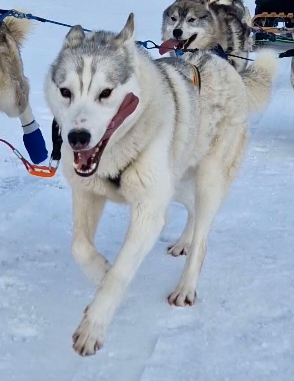 Siberian Husky, Dog sledding, sled dogs, Iceland, north Iceland