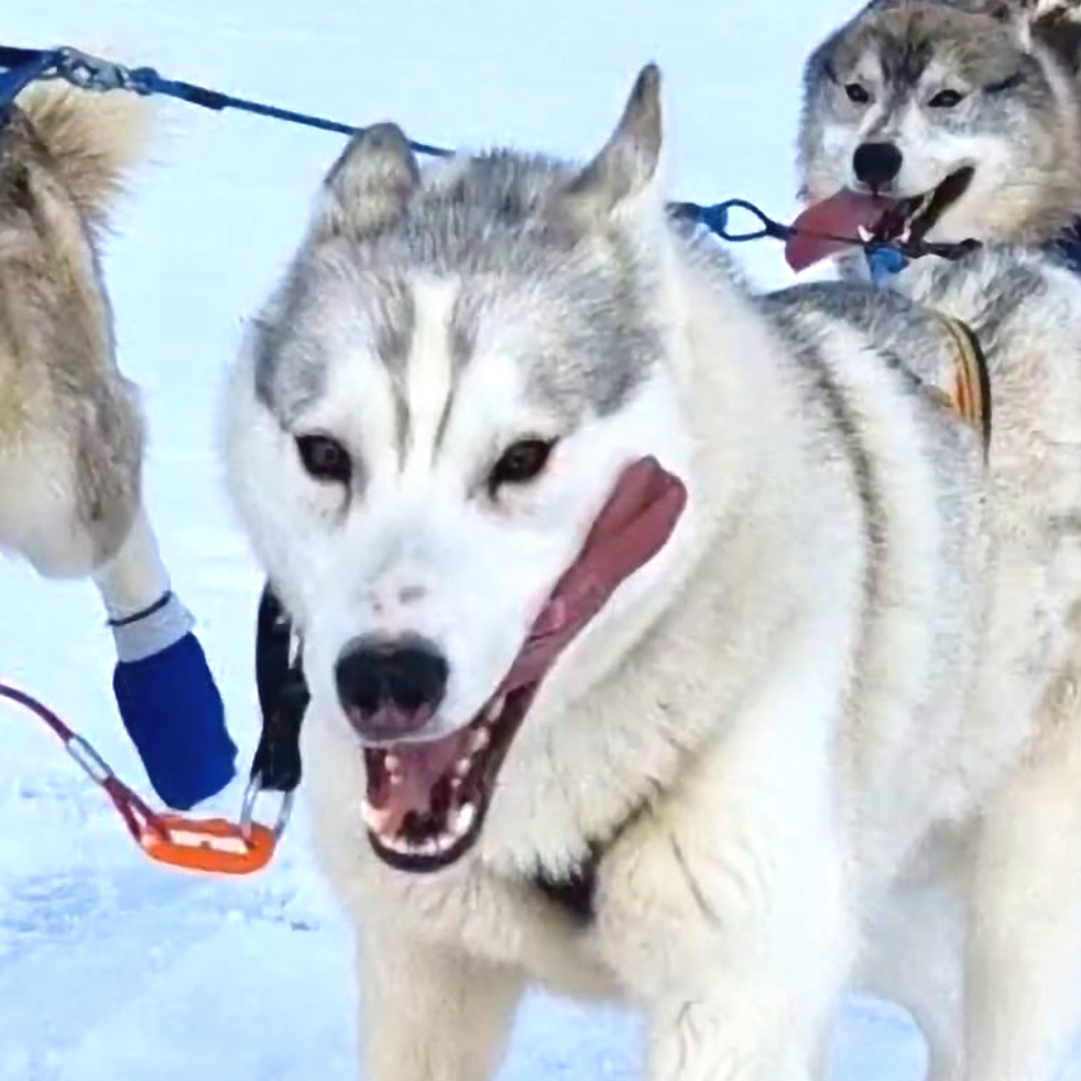 Dog sledding, sled dogs, Iceland, North Iceland, winter adventure, pristine nature, family business, authentic, Siberian husky