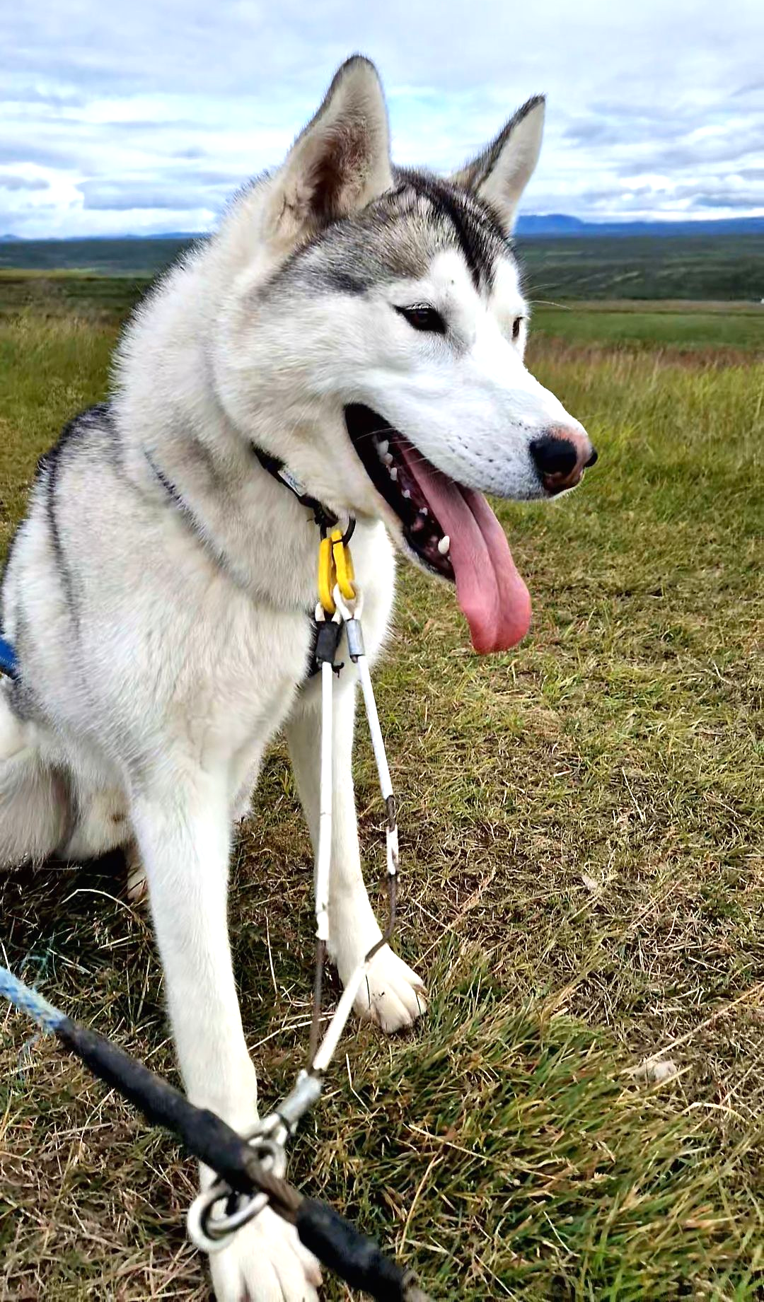 Siberian husky, sled dogs, dog sledding, Iceland, north Iceland