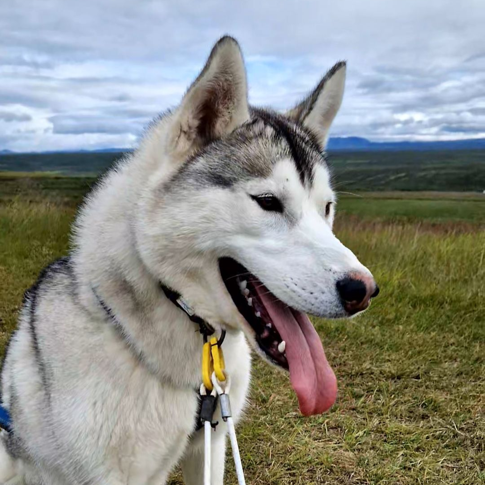Dog sledding, sled dogs, Iceland, North Iceland, winter adventure, pristine nature, family business, authentic, Siberian husky