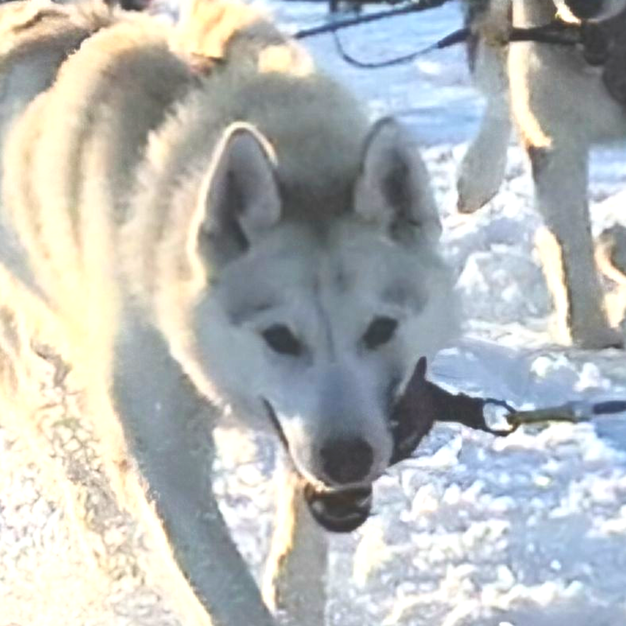 Dog sledding, sled dogs, Iceland, North Iceland, winter adventure, pristine nature, family business, authentic, Siberian husky