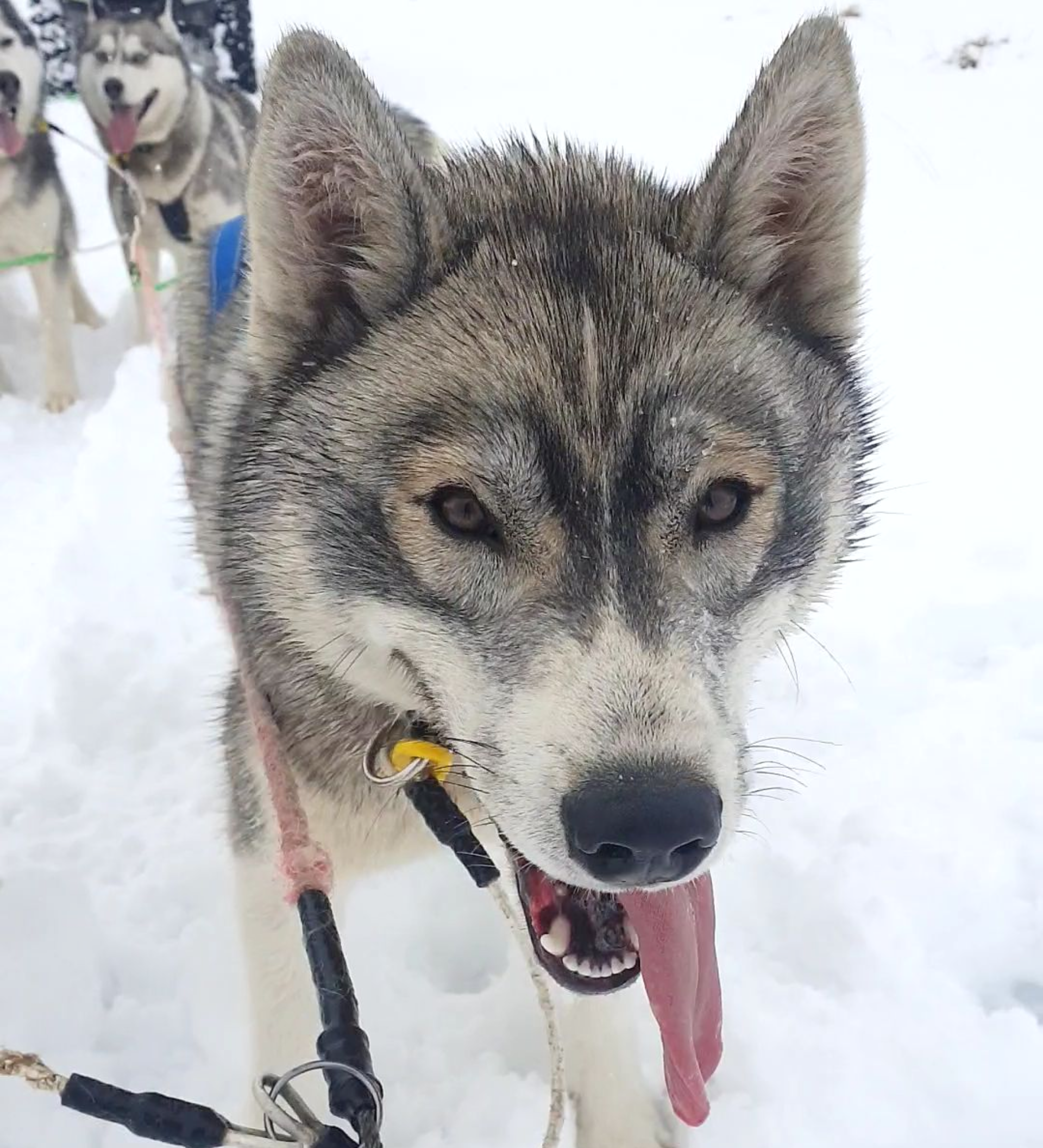 Dog sledding, sled dogs, Iceland, North Iceland, winter adventure, pristine nature, family business, authentic, Siberian husky