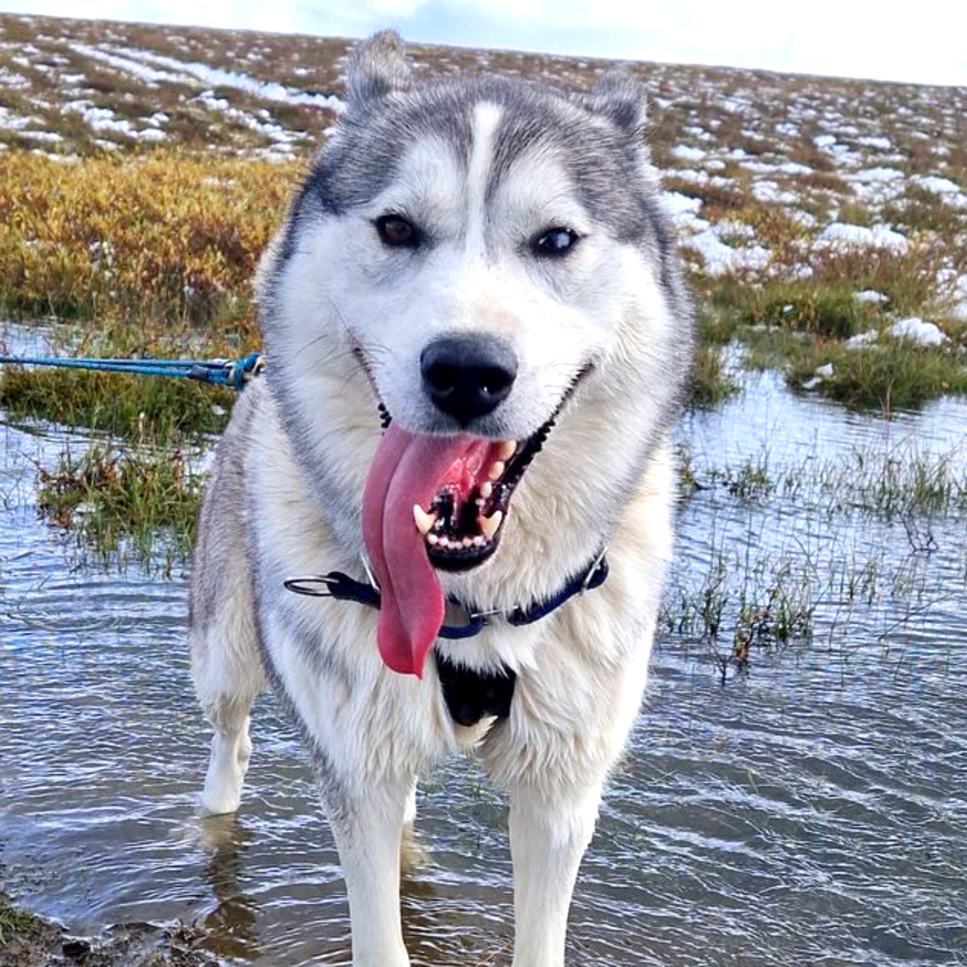 Dog sledding, sled dogs, Iceland, North Iceland, winter adventure, pristine nature, family business, authentic  