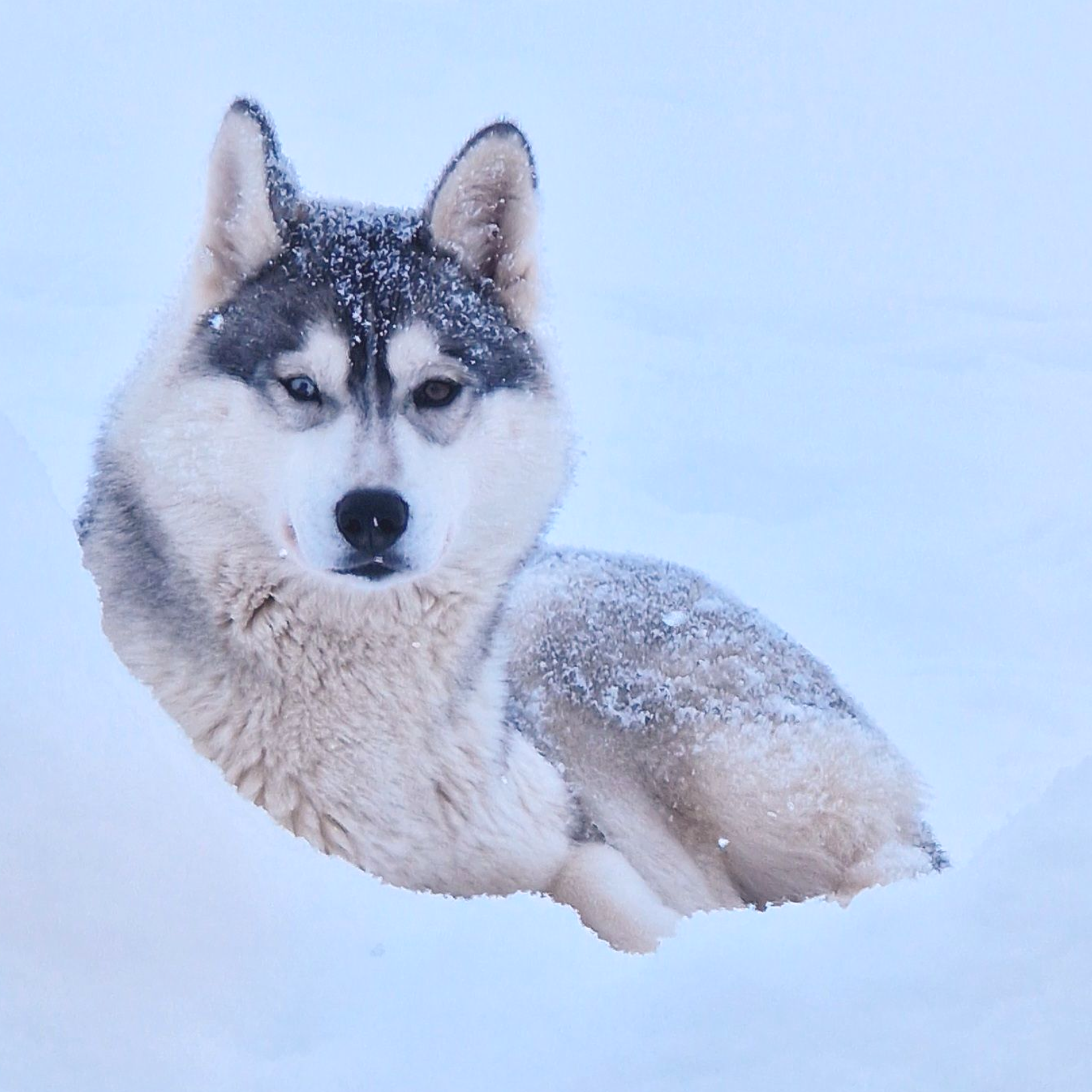 Dog sledding, sled dogs, Iceland, North Iceland, winter adventure, pristine nature, family business, authentic, Siberian husky