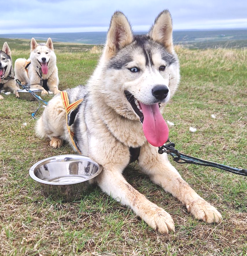 Sled dogs, dog sledding, Siberian Husky