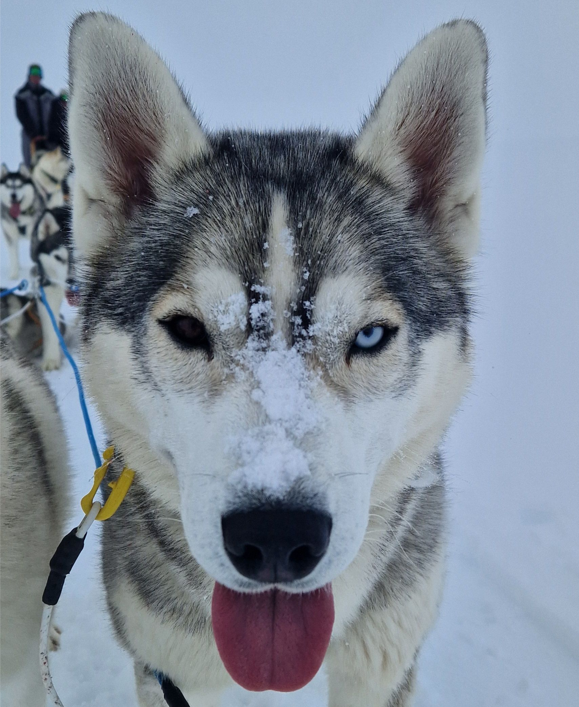 Dog sledding, sled dogs, Iceland, North Iceland, winter adventure, pristine nature, family business, authentic, Siberian husky