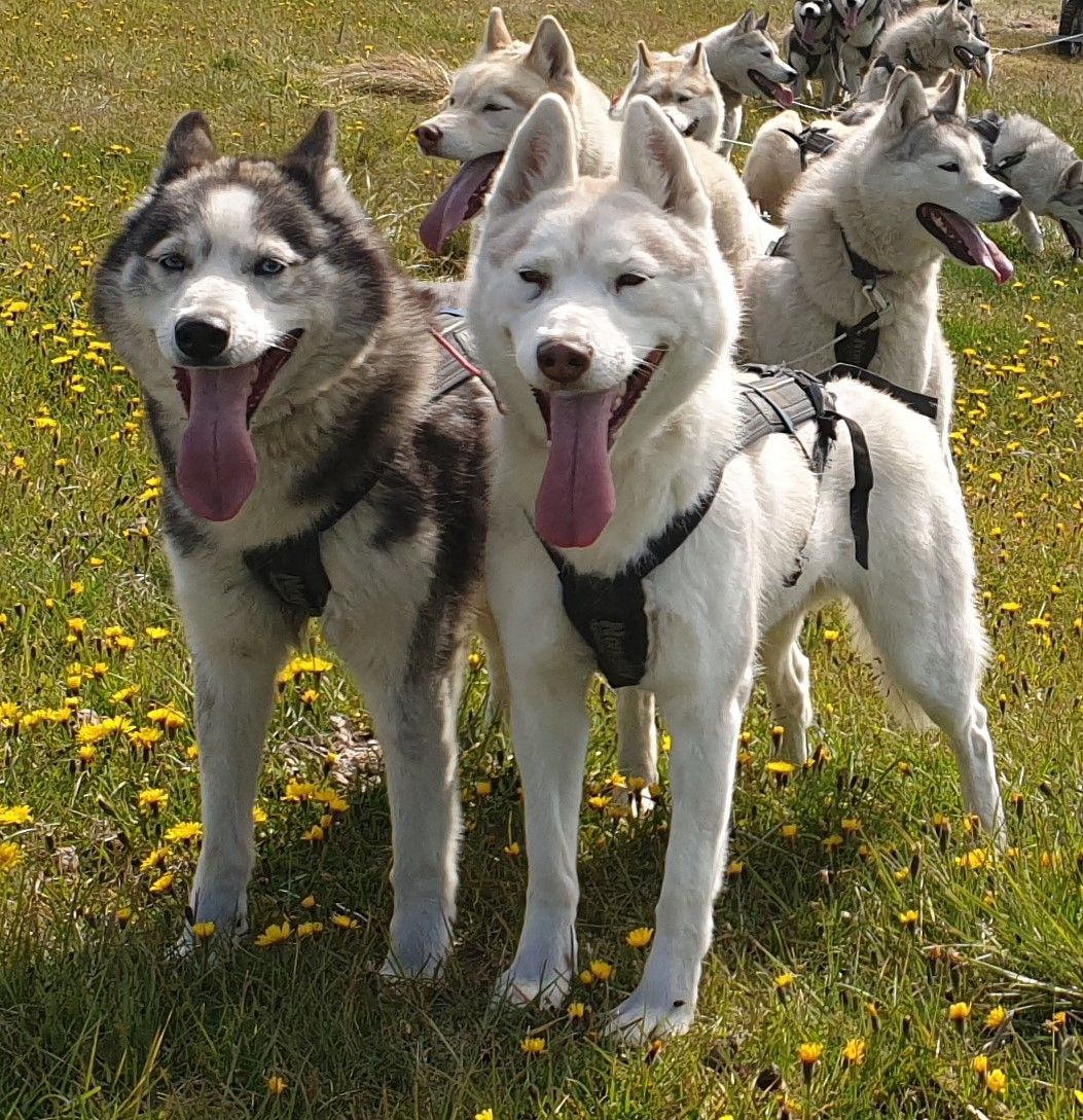 Dog sledding, Dog cart ride, Siberian Huksy