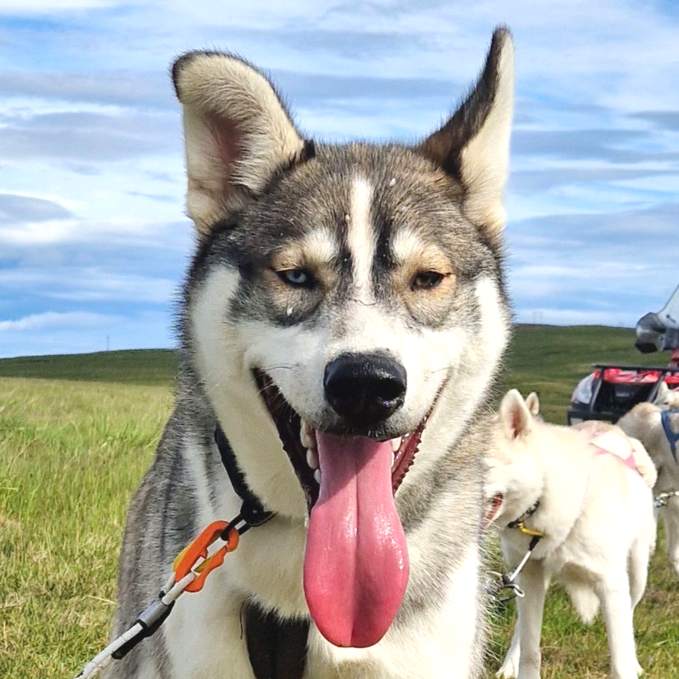 Dog sledding, sled dogs, Iceland, North Iceland, winter adventure, pristine nature, family business, authentic, Siberian husky
