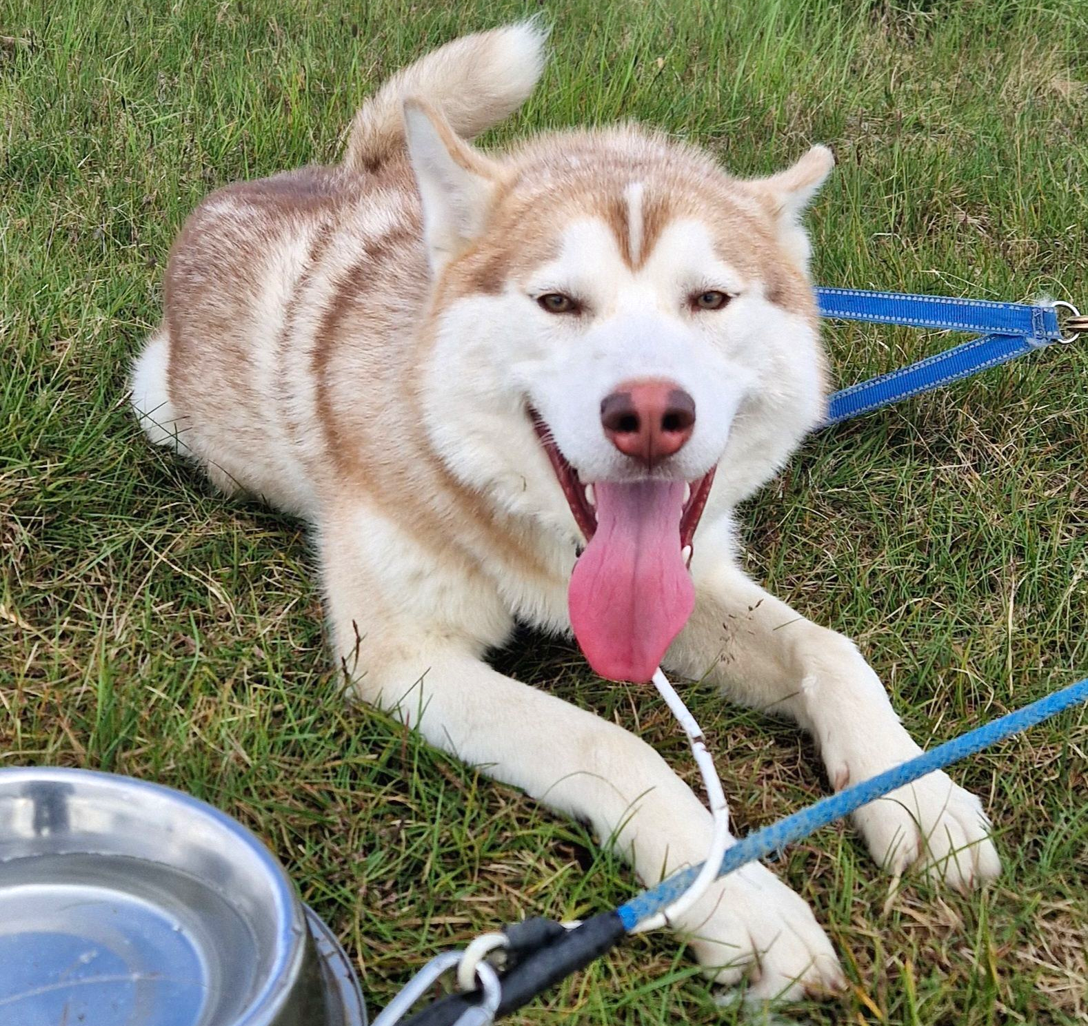 Dog sledding, sled dogs, Siberian Husky, Iceland, North Iceland