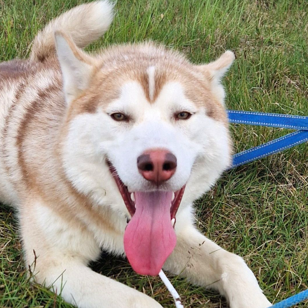 Dog sledding, sled dogs, Iceland, North Iceland, winter adventure, pristine nature, family business, authentic, Siberian husky