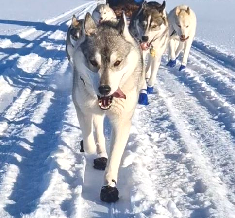 Sled dogs, dog sledding, Siberian Husky, Iceland, north Iceland