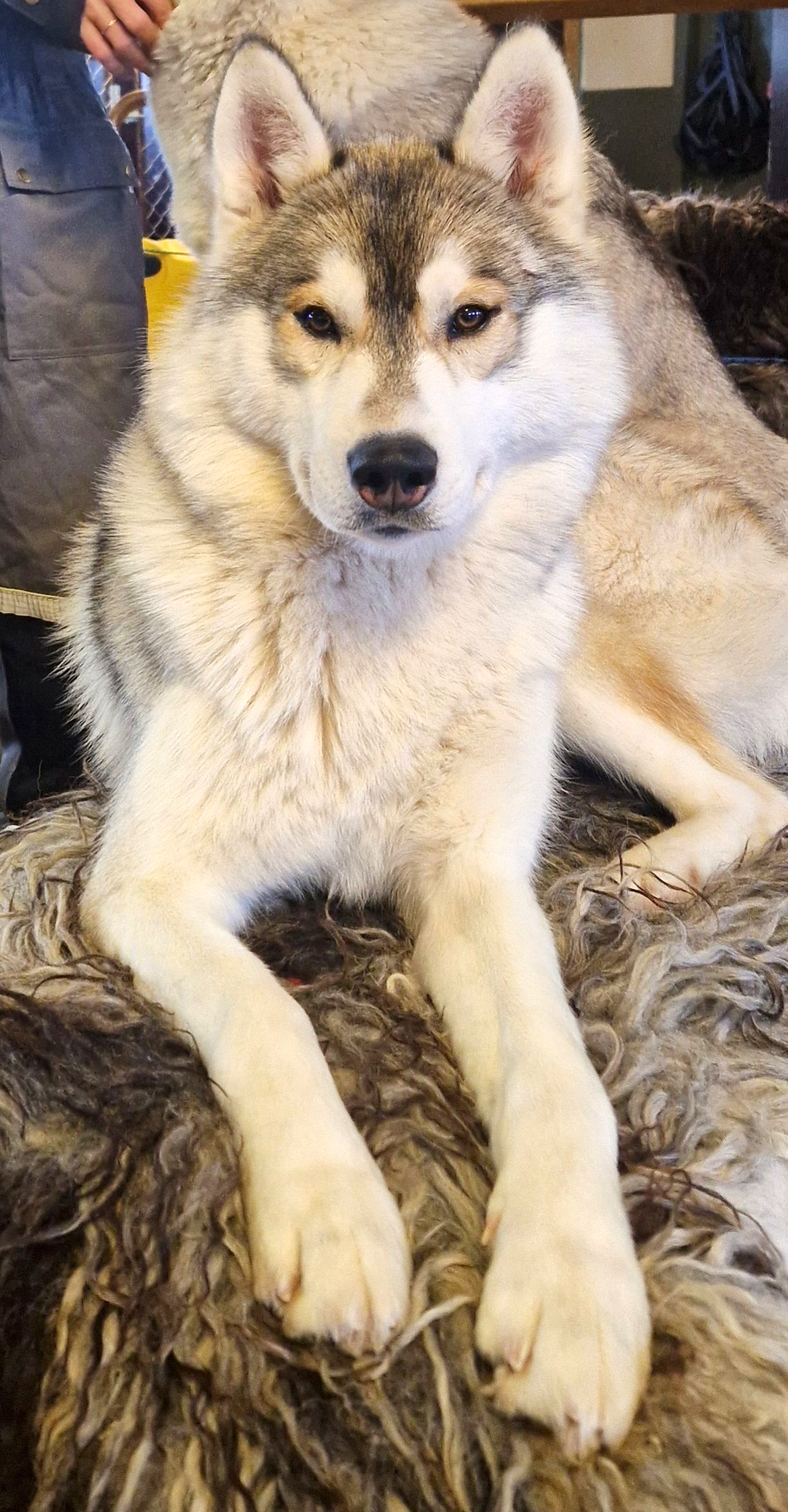 Siberian Husky, Dog sledding, sled dogs, Iceland, north Iceland. 