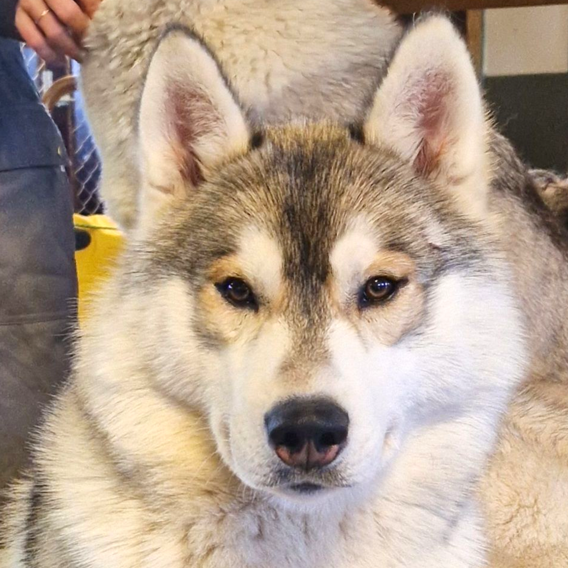 Dog sledding, sled dogs, Iceland, North Iceland, winter adventure, pristine nature, family business, authentic, Siberian husky