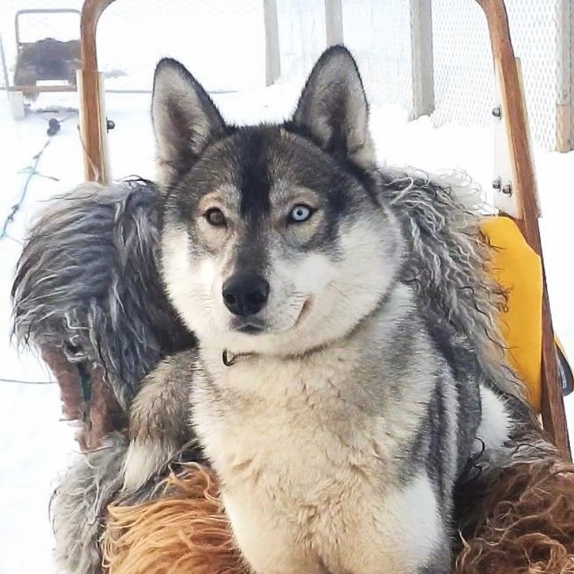 Dog sledding, sled dogs, Iceland, North Iceland, winter adventure, pristine nature, family business, authentic, Siberian husky