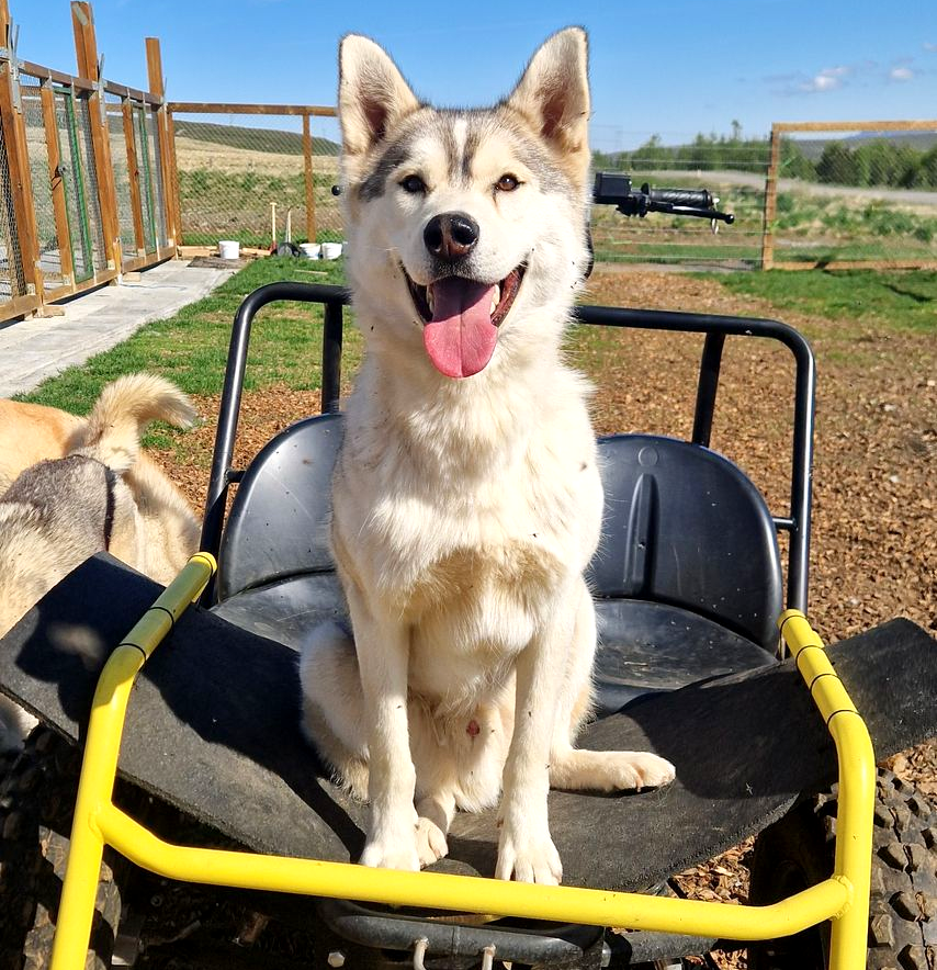 Dog sledding, sled dogs, Siberian Husky, Iceland, North Iceland