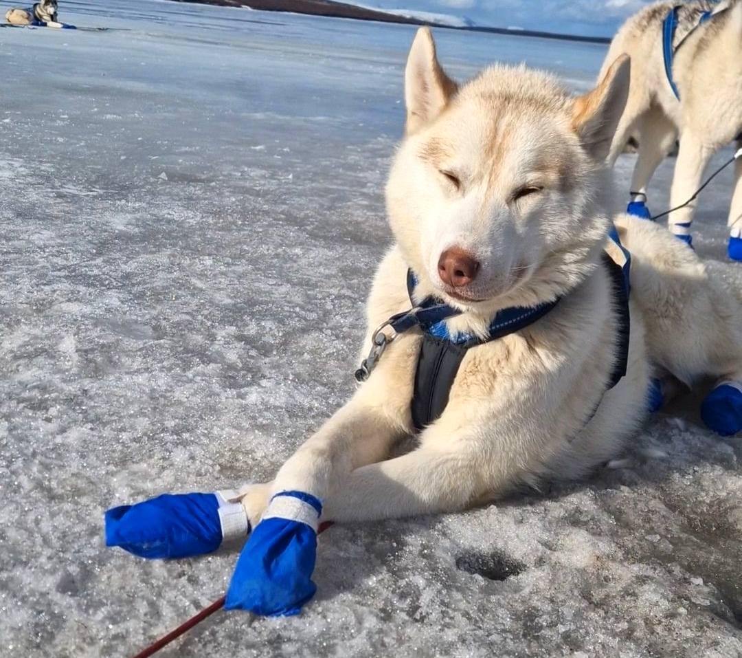 Dog sledding, sled dogs, Siberian Husky, Iceland, north Iceland