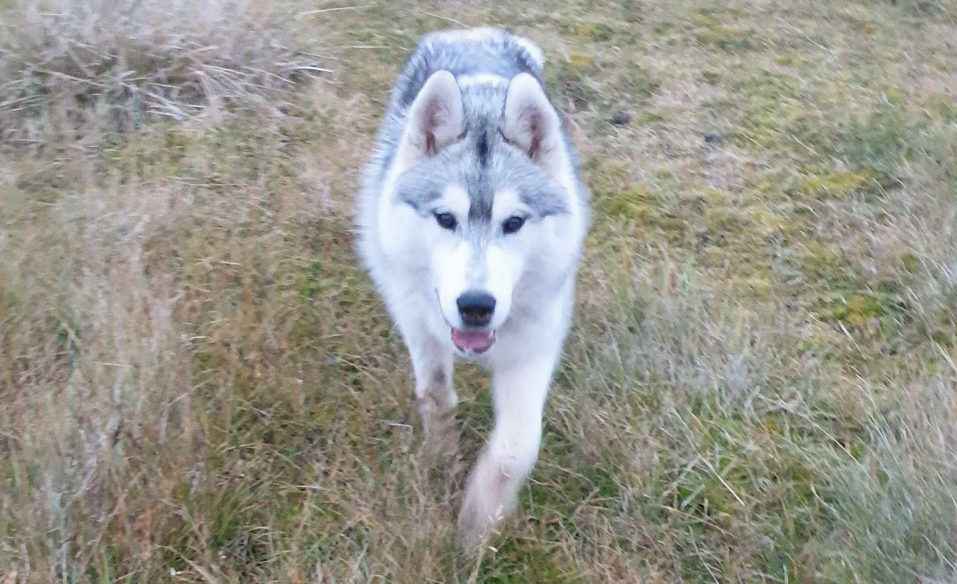 Dog sledding, sled dog, Siberian Husky
