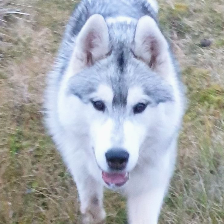 Dog sledding, sled dogs, Iceland, North Iceland, winter adventure, pristine nature, family business, authentic, Siberian husky