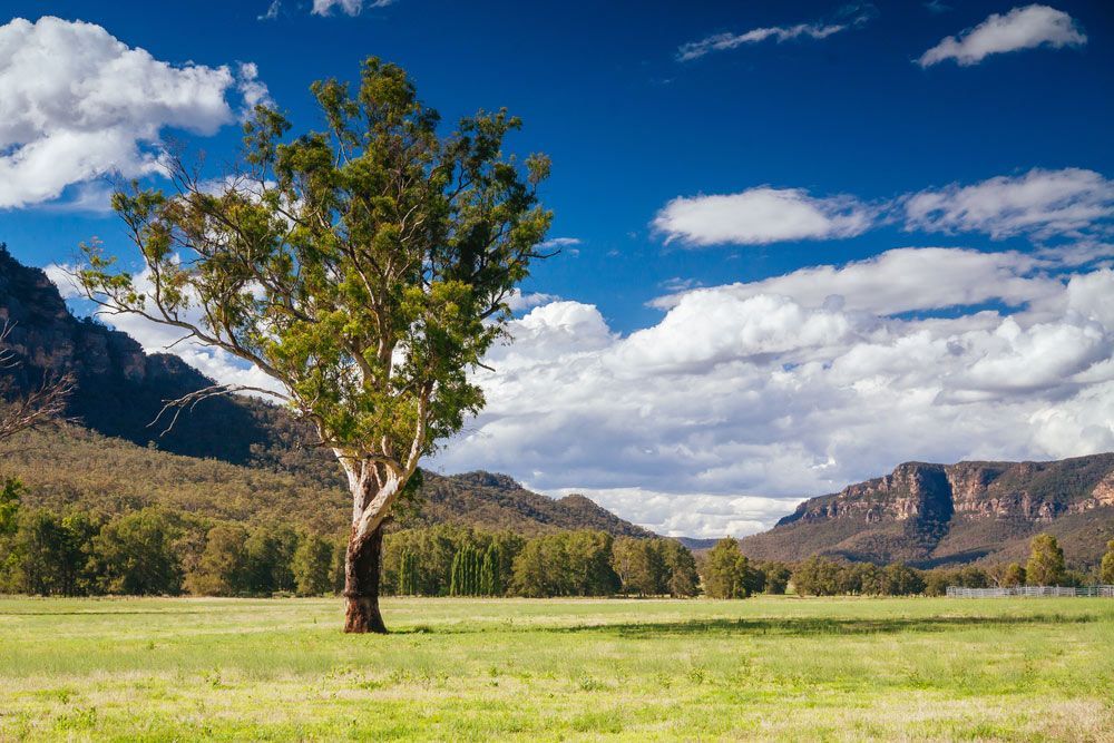 A Tree In The Middle Of A Grassy Field With Mountains In The Background — Hunter Powder & Paints In Muswellbrook, NSW