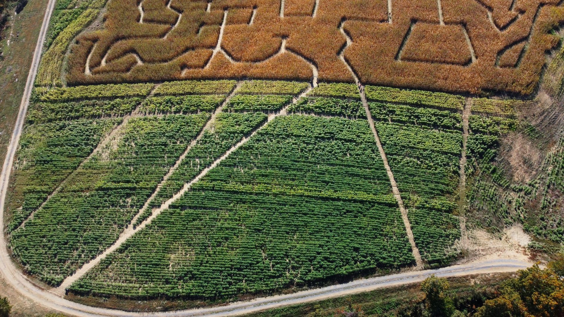 Luftaufnahme eines Maislabyrinths mit verschlungenen Wegen