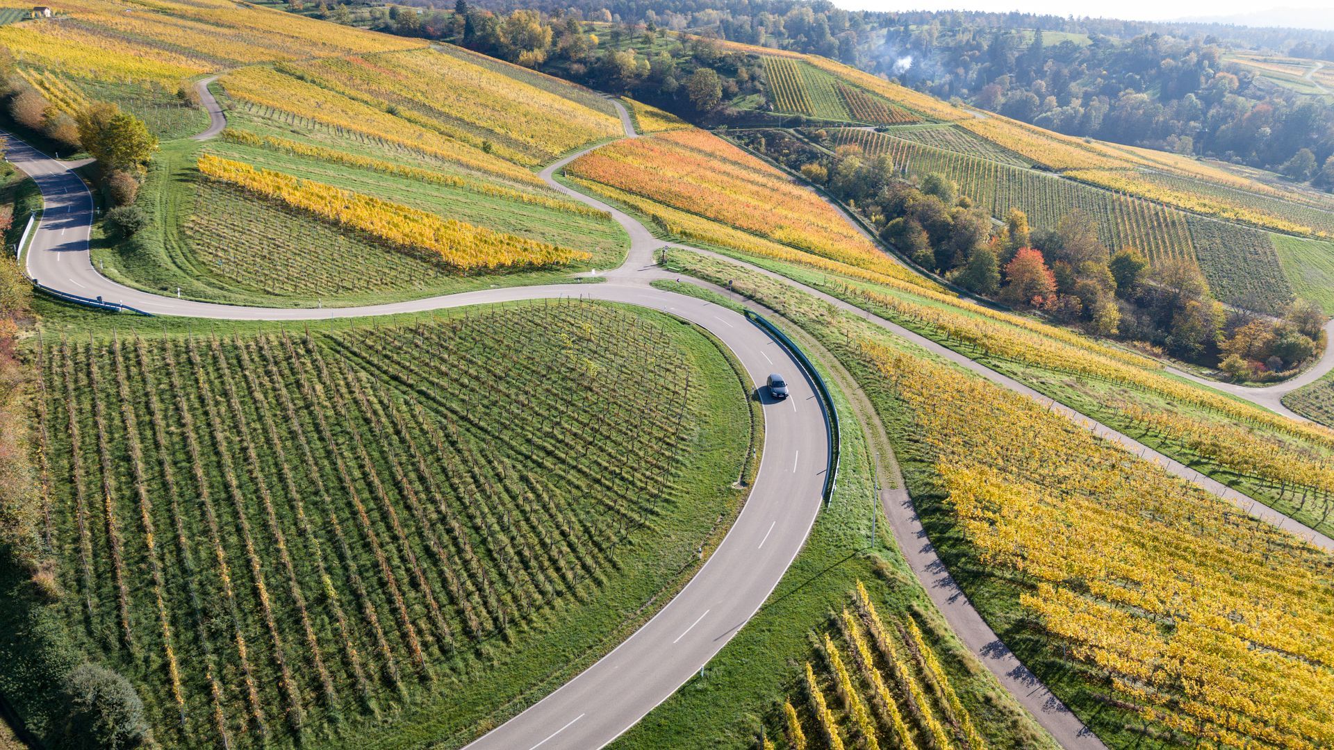 Weinberge und kurvige Straße im Rheingau