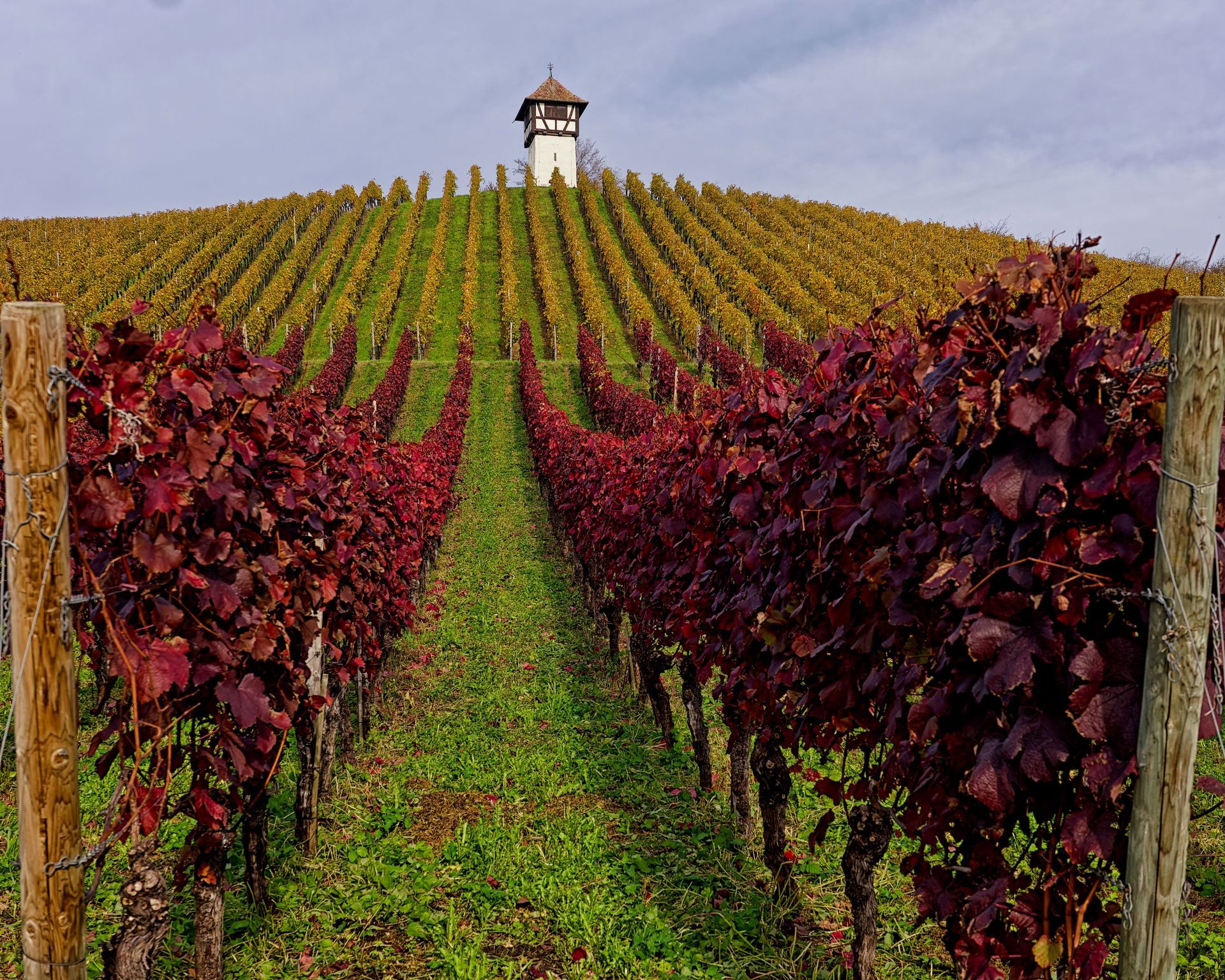Herbstliche Weinberge rund um Rüdesheim im Rheingau