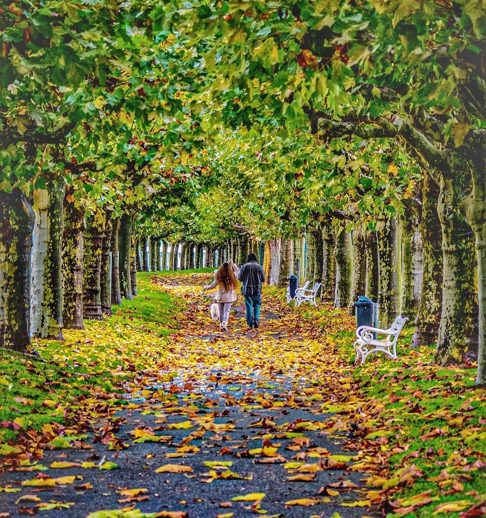 Herbstliche Allee mit buntem Laub am Rhein bei Rüdesheim
