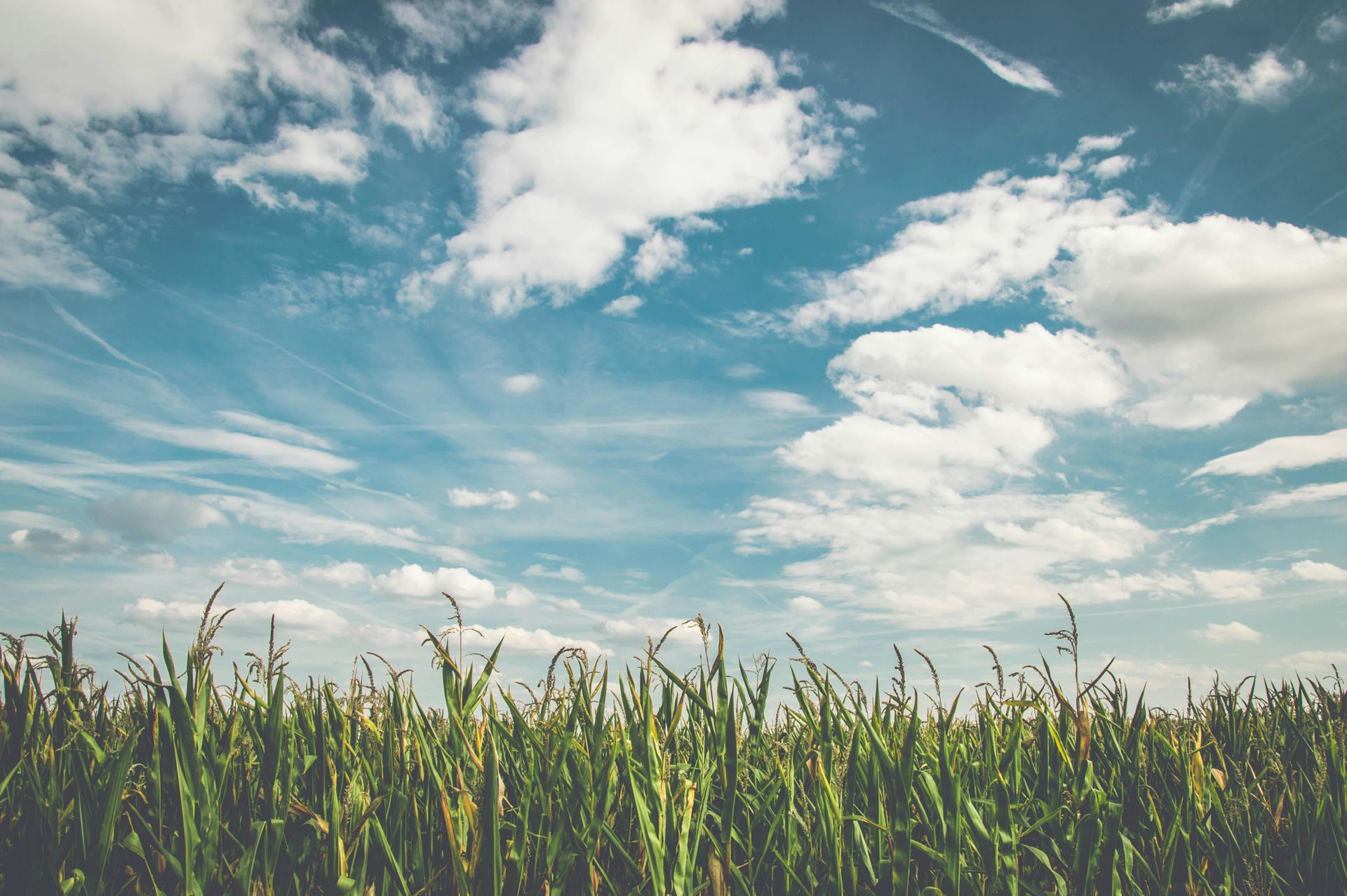 Green crop field under blue sky with scattered clouds.