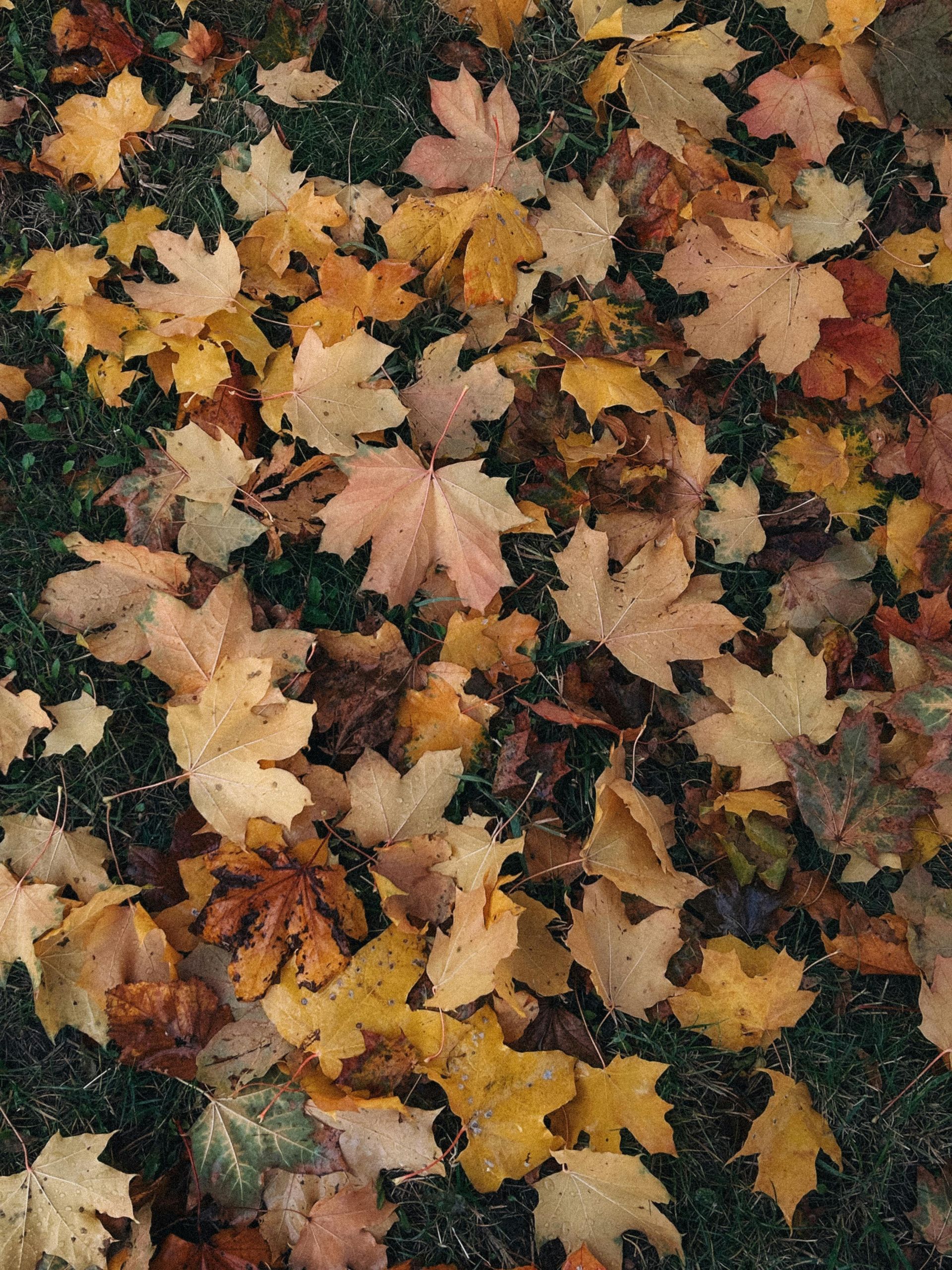 Autumn leaves on a grassy ground. Yellow, orange, and brown leaves cover the green.