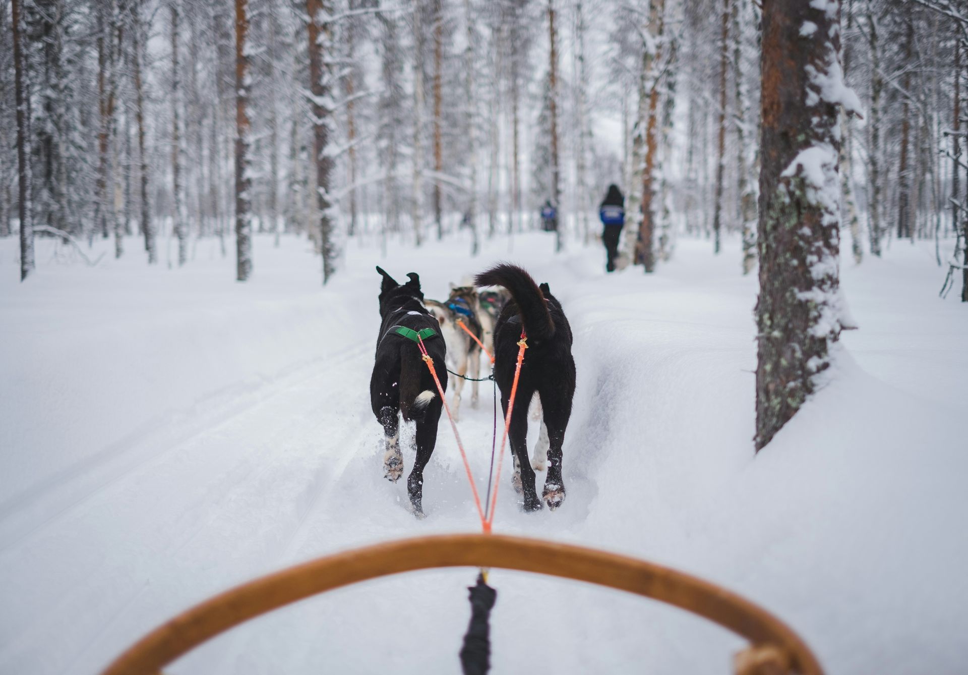 Two husky dogs are pulling a sled through a snowy forest.