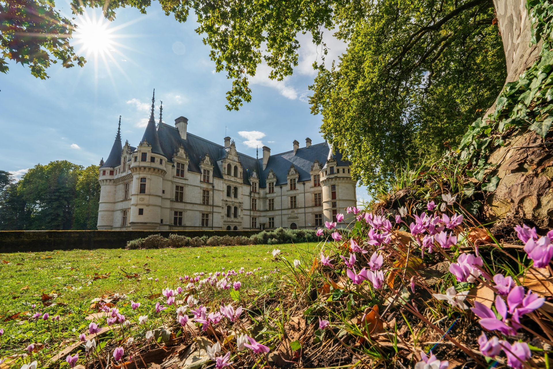 There are purple flowers in the foreground and a large castle in the background.