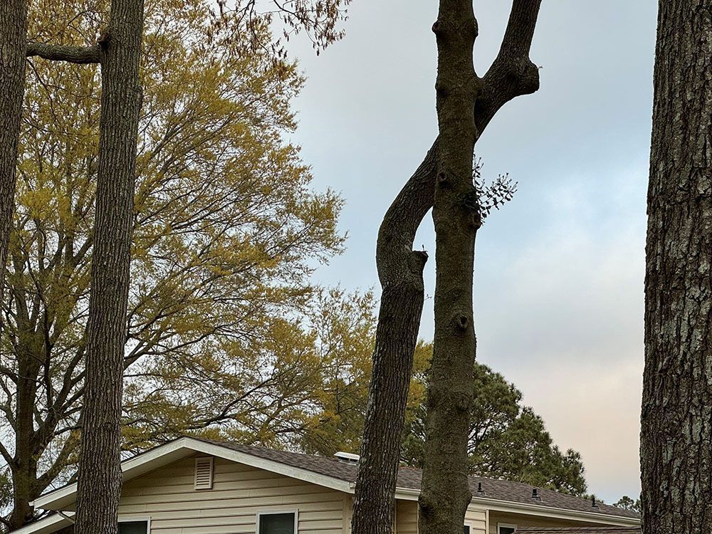 Leafless tree trunks in a yard beside a house under a cloudy sky