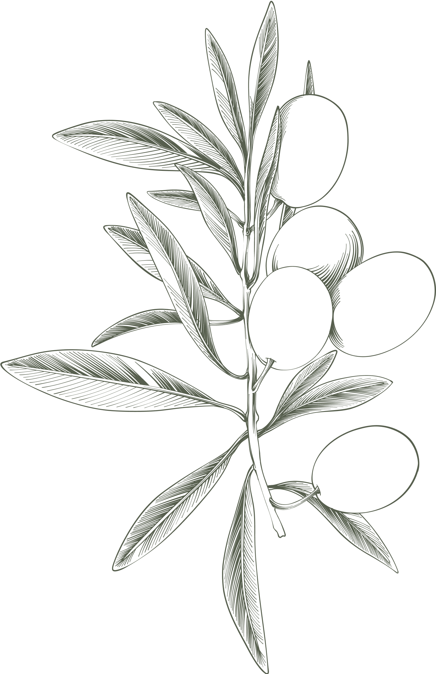 Olive branch with olives, detailed illustration.