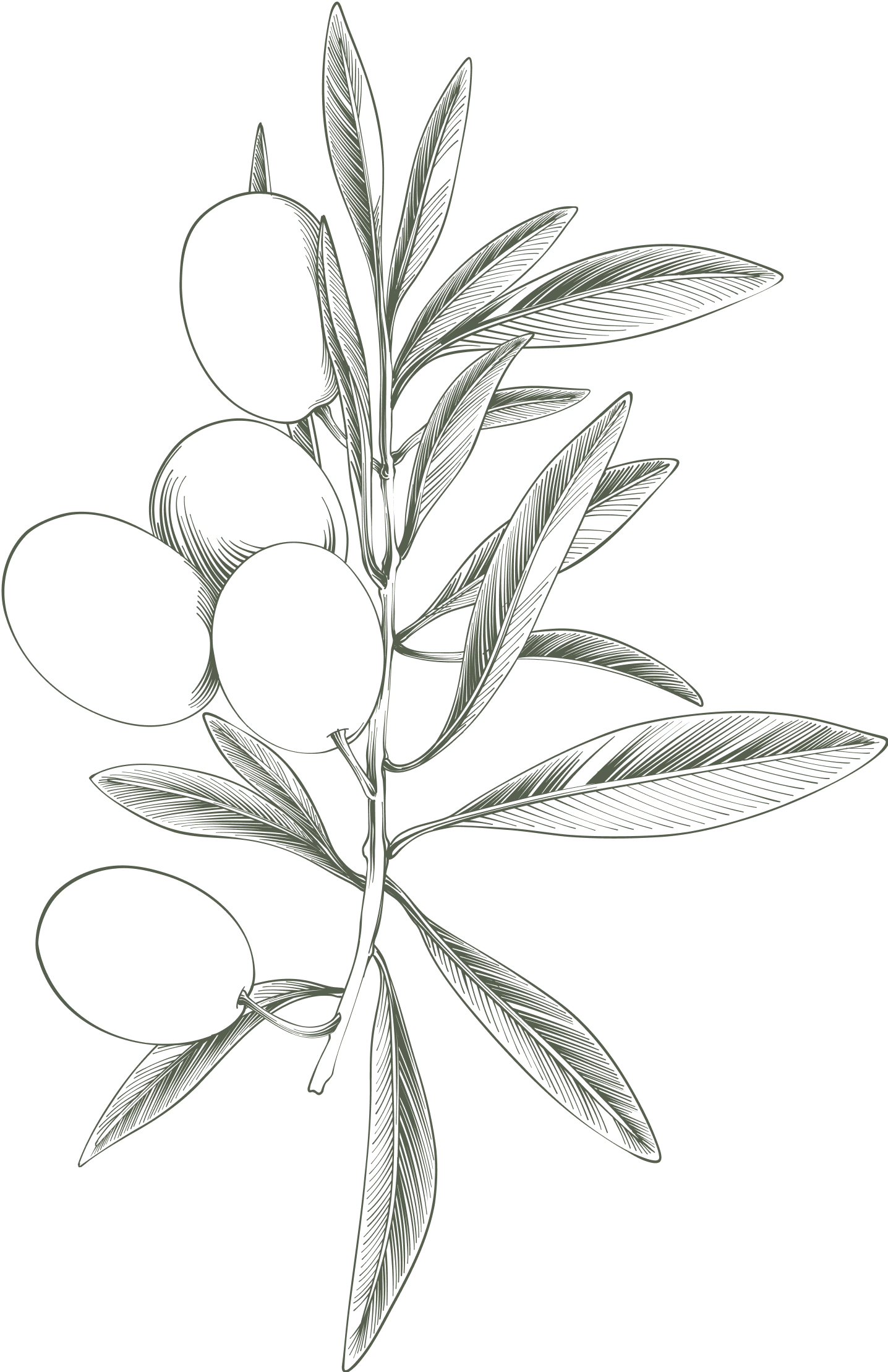 Olive branch with several olives and leaves.