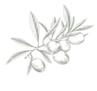 Olive branch with several olives and leaves, drawn in a light, sketched style.