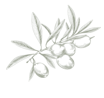 Olive branch with several olives and leaves, drawn in a light, sketched style.