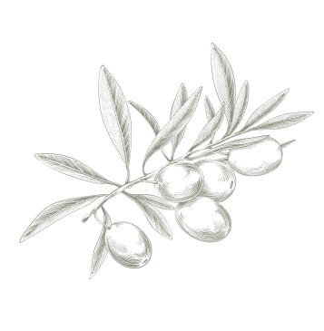 Olive branch with olives and leaves, drawn in gray.