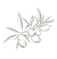 Olive branch with olives and leaves in grayscale.