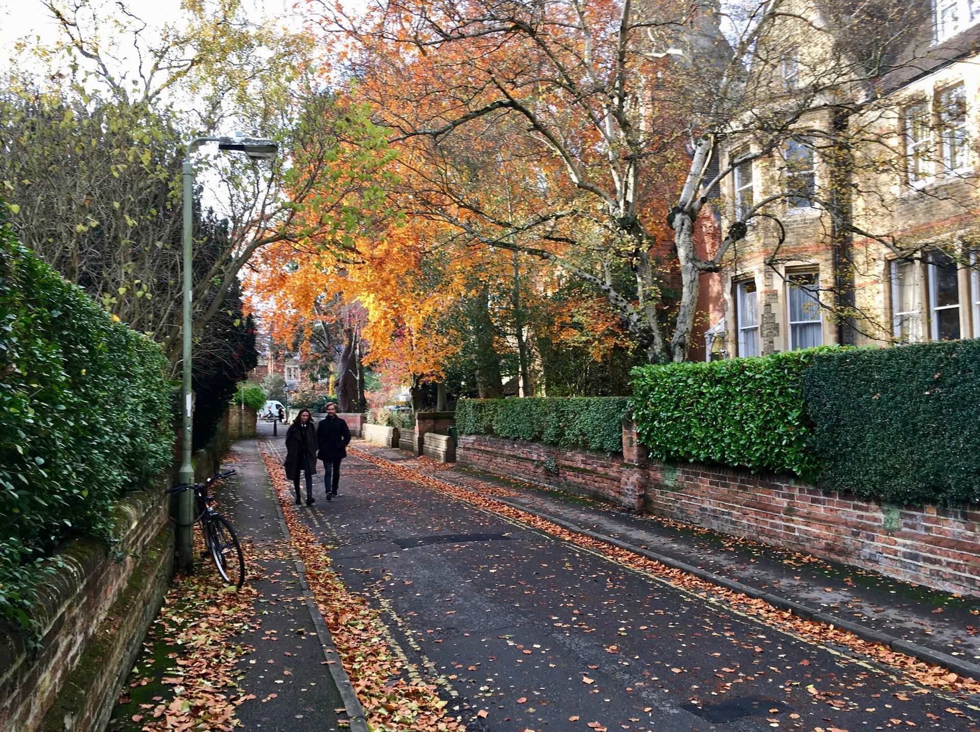 Autumn sidewalk lined with fallen leaves and hedges, with two people walking under colorful trees.