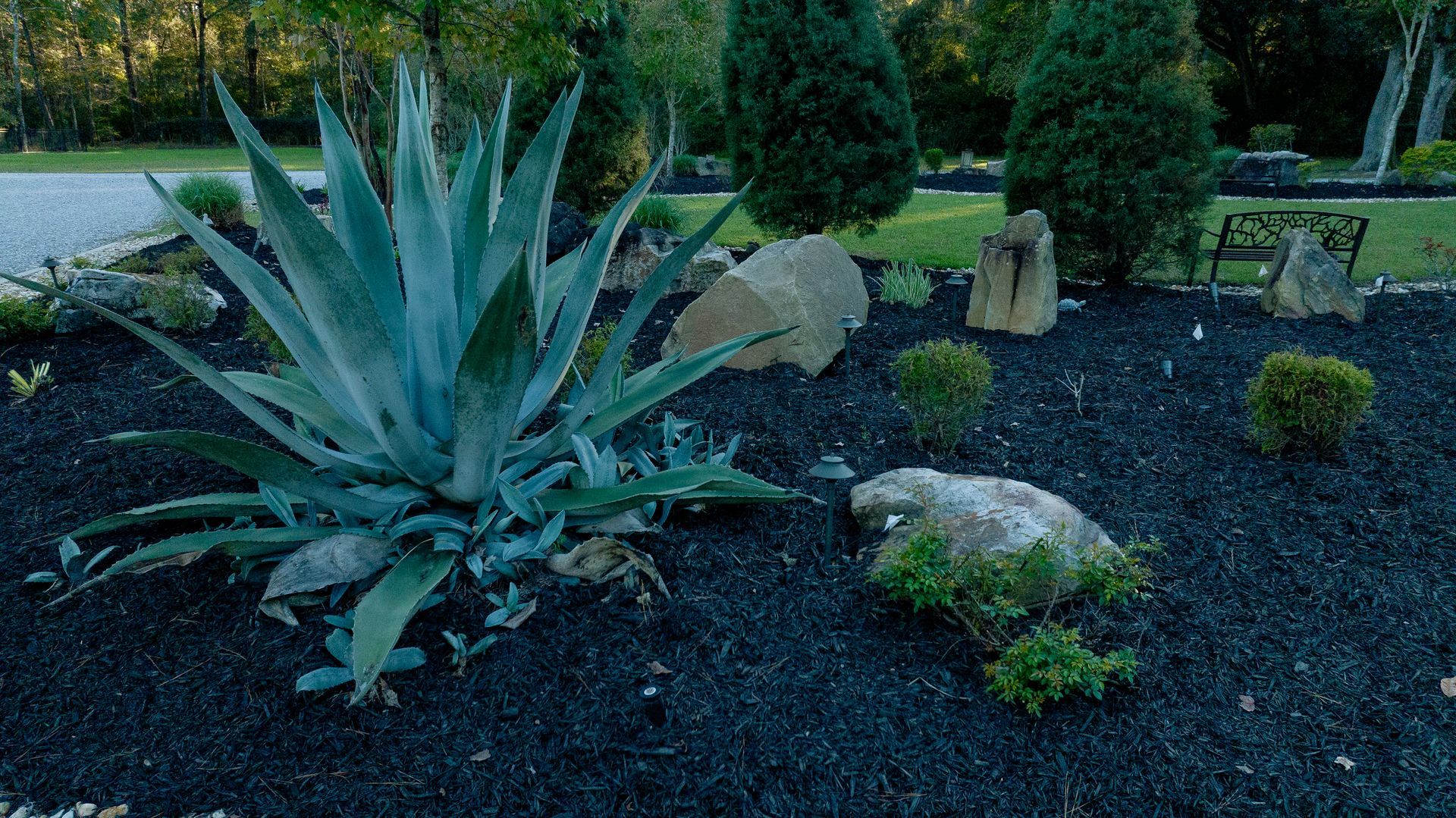 Blue agave plant in a dark rock garden with shrubs and stepping stones