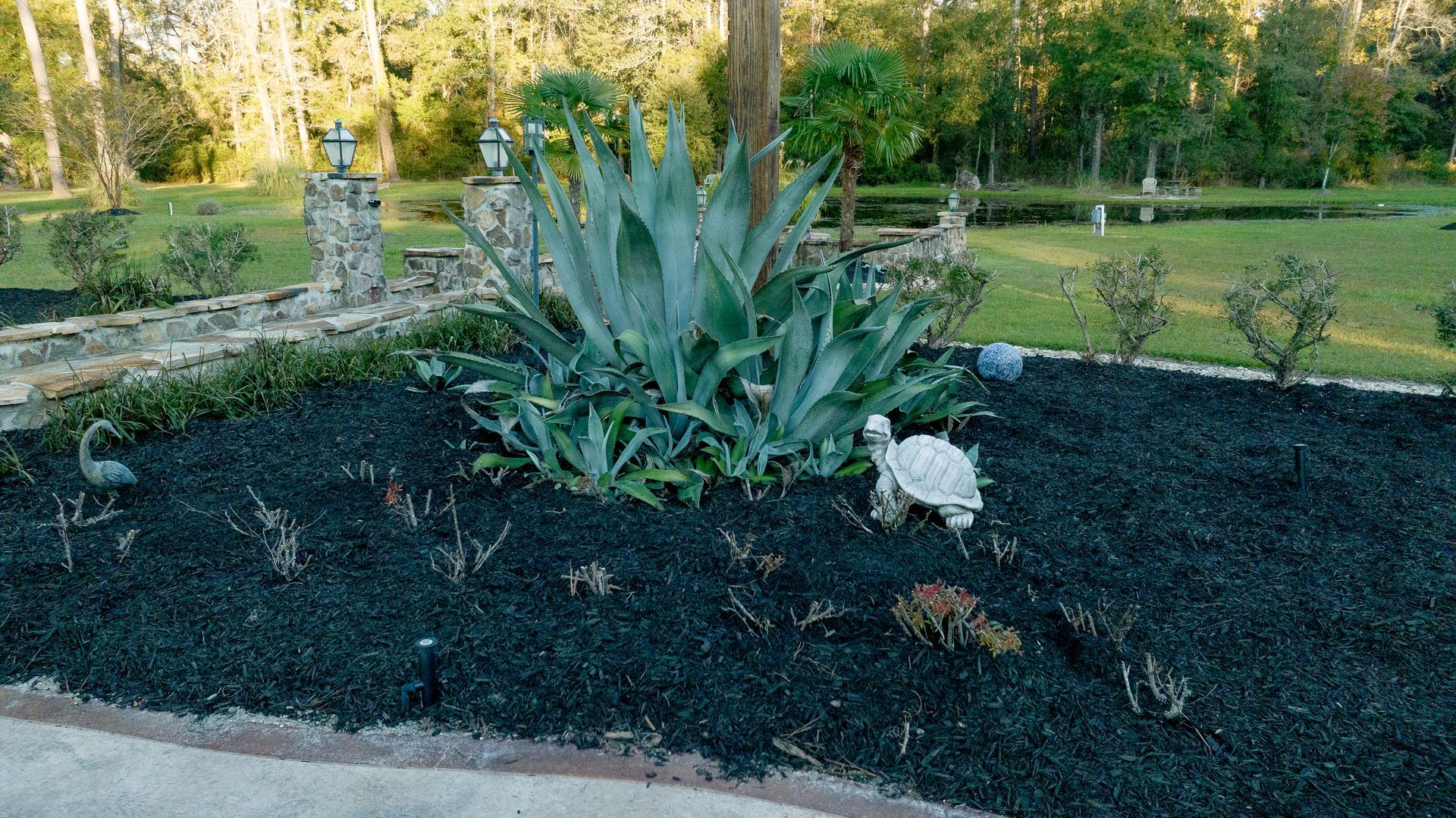 Raised garden bed with a large agave plant and a small white dog lying on dark mulch in a yard
