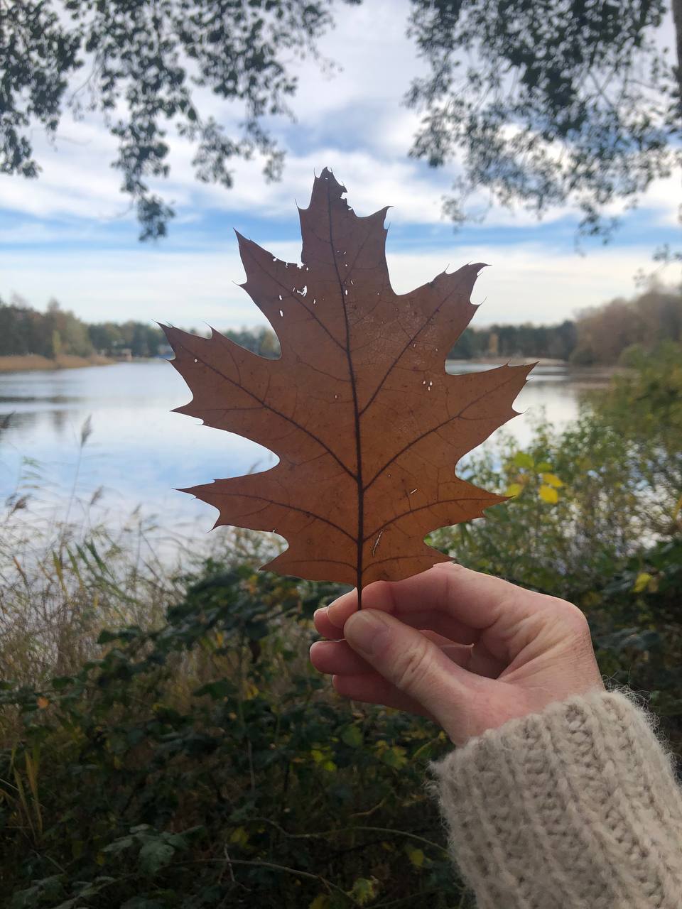 wandelen in het bos | kerstvakantie | buitenleven | Groene Dromers