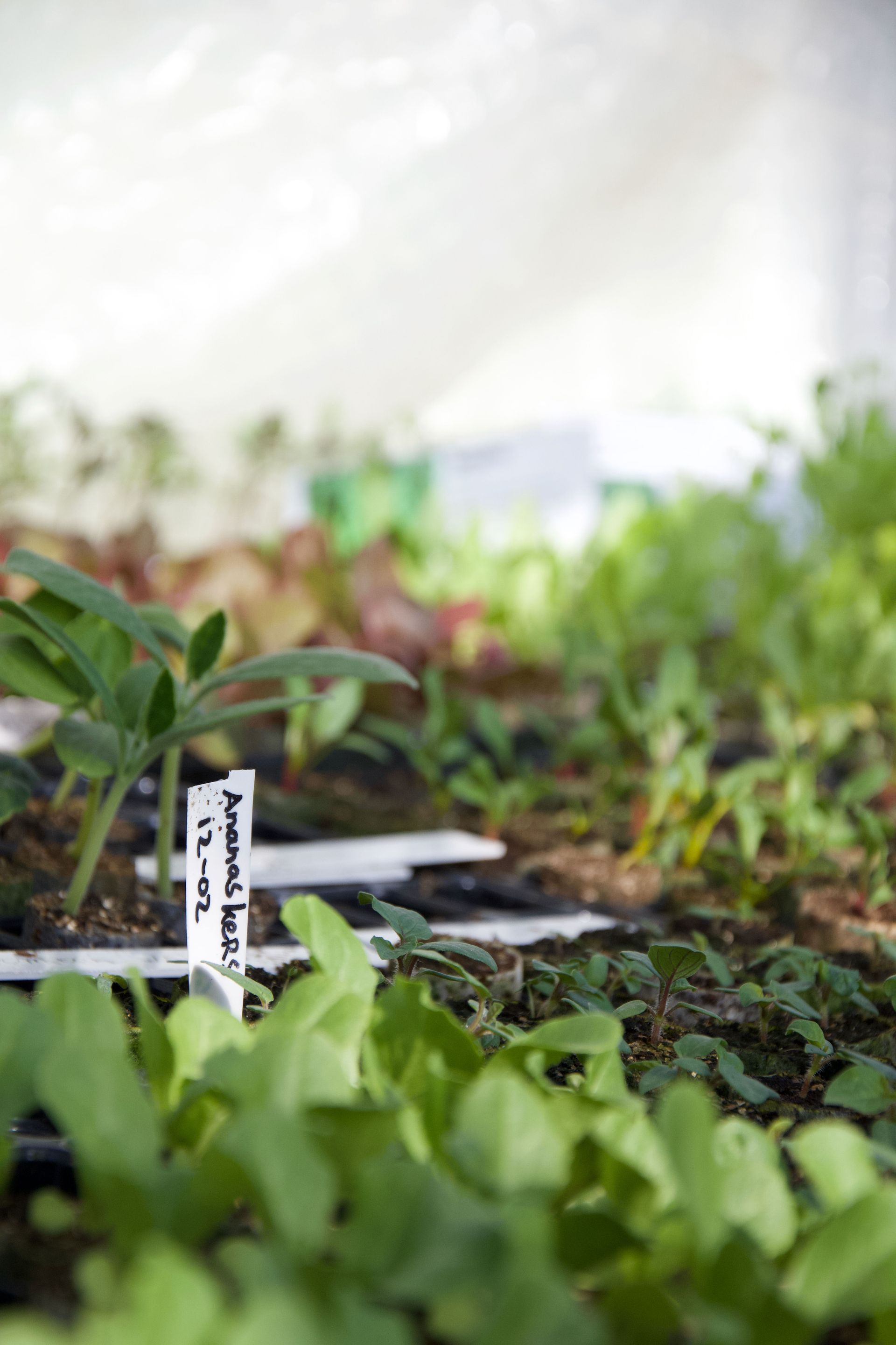 Moestuin Westland | Groene Dromers | Moestuinieren