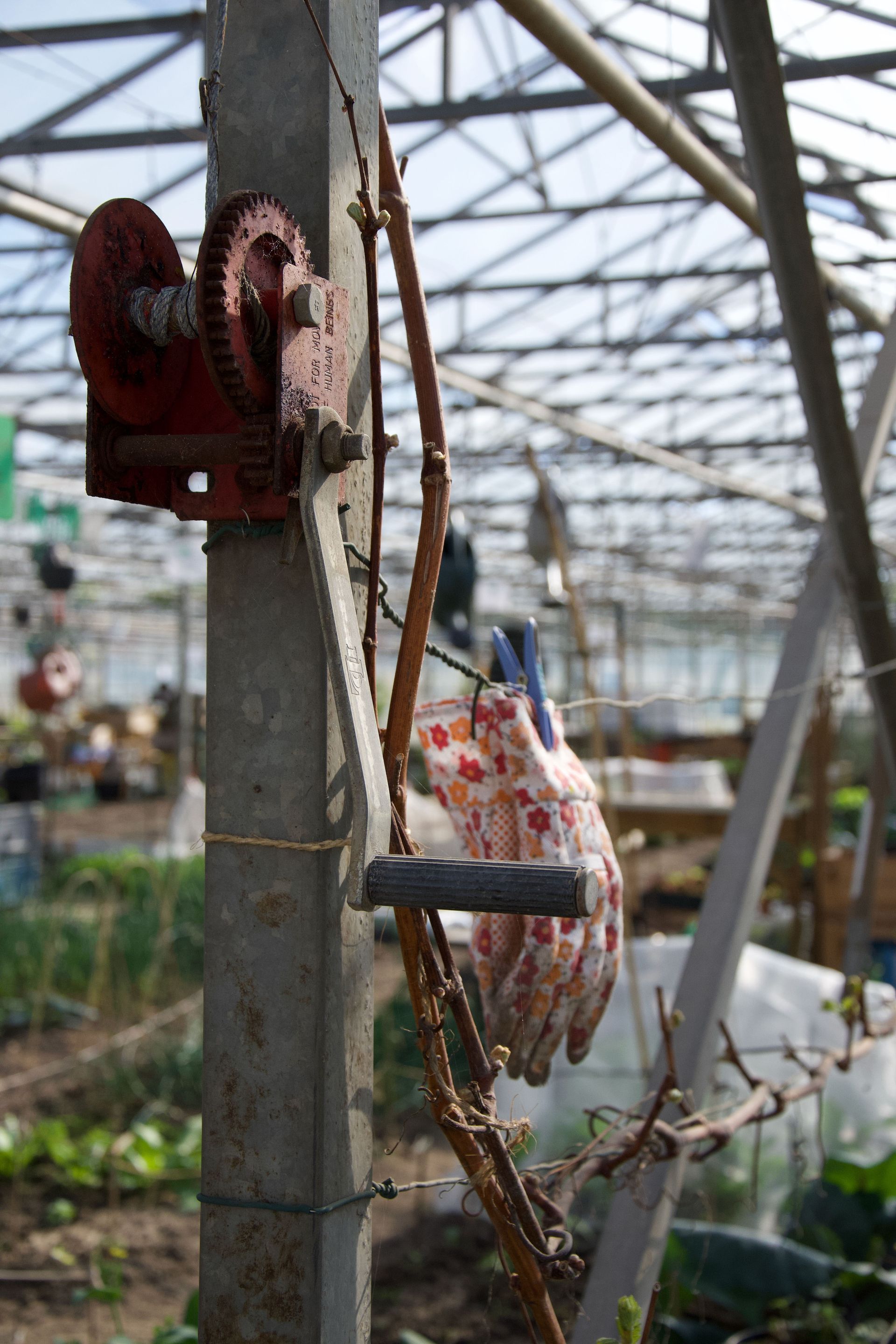 Moestuin Westland | Groene Dromers | Moestuinieren